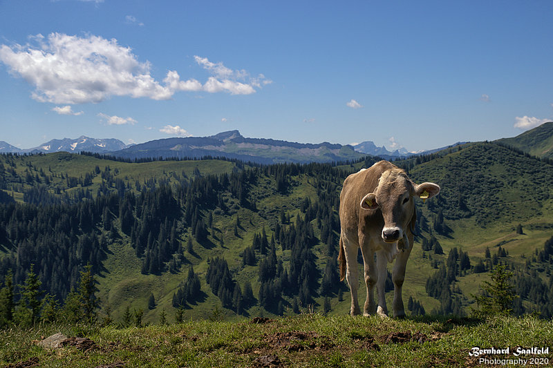 Bernhard Saalfeld - Auf dem Rangiswanger Horn